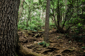 Obraz premium Wooded area in North Georgia Mountains