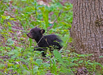 Black Bear Cubs playing together in Cades Cove, part of the Smoky Mountains. © bettys4240