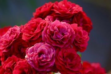 bouquet of red roses