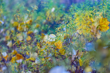 Fototapeta na wymiar Autumn shrubs yellow leaves. Autumn time. Nature beautiful blurred background and bokeh. Shallow depth of field. Toned image. 