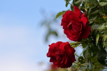 emotional pic of red rose flower in front of blue sky copy space
