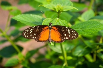 butterfly on flower