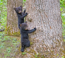 Fototapeta na wymiar Black Bear Cubs playing together in Cades Cove, part of the Smoky Mountains.