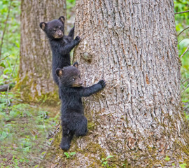 Black Bear Cubs playing together in Cades Cove, part of the Smoky Mountains.