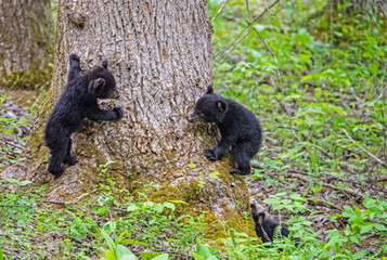 Black Bear Cubs playing together in Cades Cove, part of the Smoky Mountains. © bettys4240