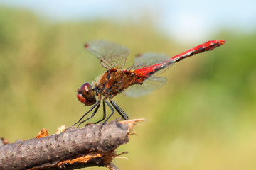 a red dragonfly sitting on the branch.