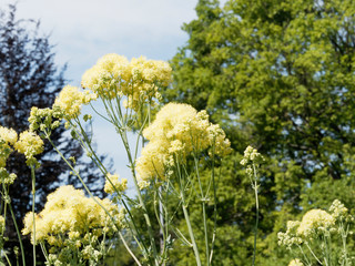 Obraz premium Inflorescence estivale en corymbe du pigamon jaune ou noircissant 'Thalictrum flavum'