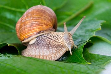 Helix pomatia, grape snail on a sheet of grapes