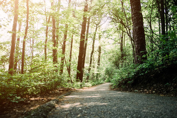 Serene Wooded Path Walkway in Forest