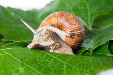 Helix pomatia, grape snail on a sheet of grapes