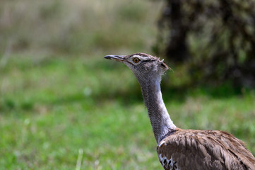 Kori Bustard
