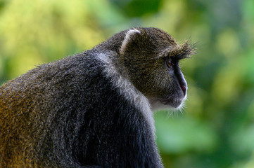 Syke´s monkey