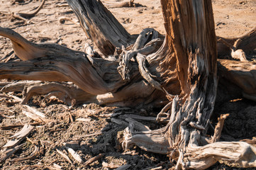 old brown dry dead tree in wood