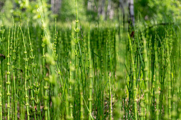 background of green plants in the form of sticks