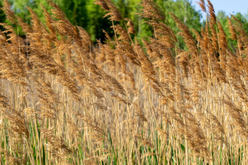 field with yellow grass . on the background of forest and sky