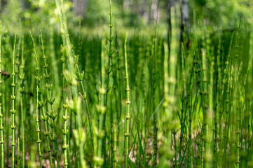 background of green plants in the form of sticks