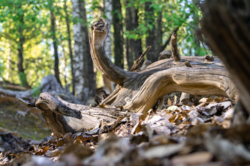 Fototapeta premium old brown dry dead tree in wood
