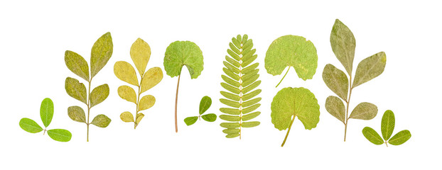 Set of dry pressed small cute leaves of various shapes isolated