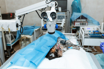 Sterile operating room in a veterinary clinic..Preparing for the operation of the dog. The...