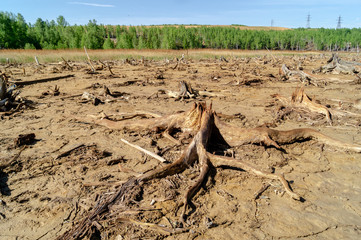 old brown dead trees with dry land