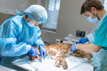 Veterinary dentistry. Dentist surgeon veterinarian cleans and treats the dog's teeth in a veterinary clinic. An anesthesiologist monitors the condition of the animal under anesthesia - obrazy, fototapety, plakaty