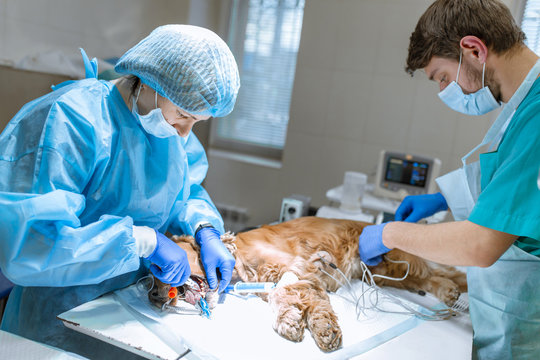 Veterinary dentistry. Dentist surgeon veterinarian cleans and treats the dog's teeth in a veterinary clinic. An anesthesiologist monitors the condition of the animal under anesthesia