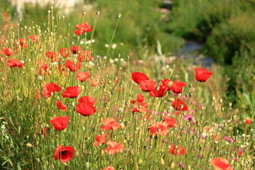 Fototapeta na wymiar Flower poppy flowering on background poppies flowers.