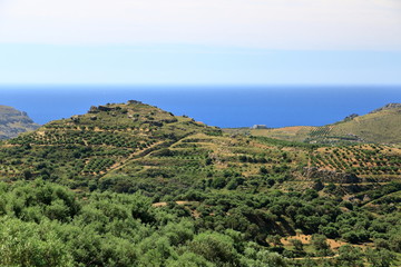 Fototapeta na wymiar Olive plantations Crete ,Greece, Europe