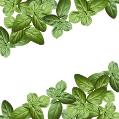 Beautiful background of green Basil. Isolated