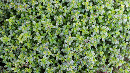 Plant greenery backgrounds, bright green lettuce, parsley, basil backdrops for graphics