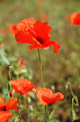 DSC_0505_red poppies