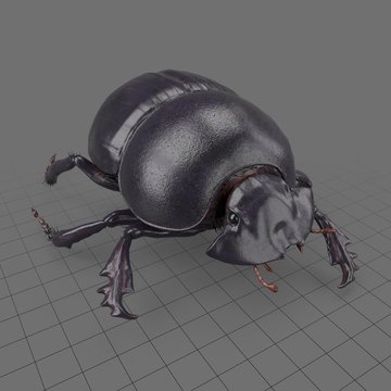 Black scarab beetle walking 2