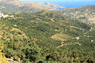 Obraz premium Olive plantations Crete ,Greece, Europe