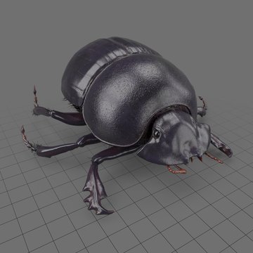 Black scarab beetle standing