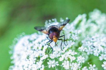The macro shot of the beautiful fly eating nectar on the flowers among the grass in the sunny summer or spring weather