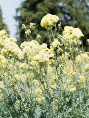 Pigamont jaune (Thalictrum flavum) 