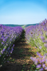 Obraz premium Close up view of lavender growing. Lavender bushes close up .Purple flowers of lavender.