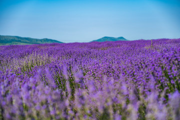 Plakat Close up view of lavender growing. Lavender bushes close up .Purple flowers of lavender.
