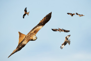 Flock of Red kites in flight