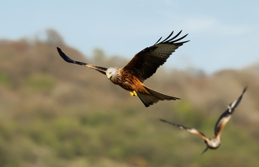 Close up of Red kites in flight