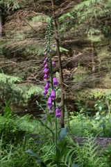 Fingerhut, Digitalis