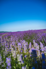 Fototapeta premium Close up view of lavender growing. Lavender bushes close up .Purple flowers of lavender.