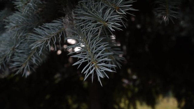 View of blue pine branches. plants and nature.