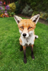 Close up of a red fox in summer
