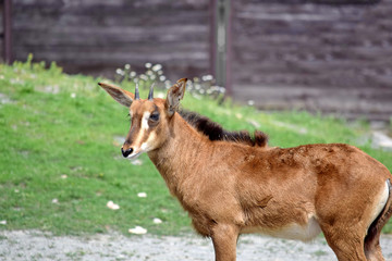 Roan Antelope Hippotragus Equinus Looking