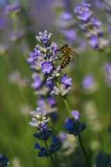 Close up view of lavender growing. Lavender bushes close up .Purple flowers of lavender.