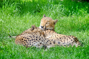 Cheetah Couple Lying in Grass Portrait