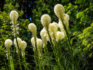 Beargrass Standing Tall Against a Backdrop of Pine Trees