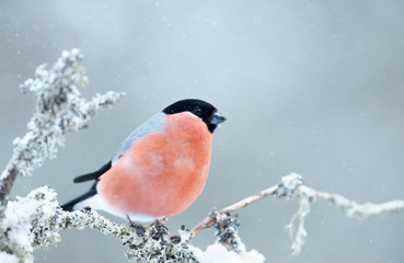 Eurasian bullfinch perched on a mossy branch in winter