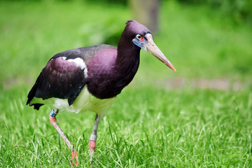 Abdim´s Stork Ciconia Abdimii Walking in Grass